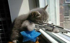 Les «chatons terroristes» envahissent l’Internet belge (photos)