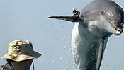 L’armée russe veut engager des dauphins au combat