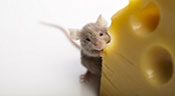 Les souris n’aiment pas le fromage! Des scientifiques mettent fin aux mythes
