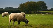 Au Japon, on embauche des moutons!
