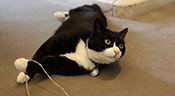 Palmerston, chat du Foreign Office examiné et certifié non espion

