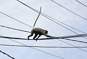 Un singe prive tout le Kenya d’électricité