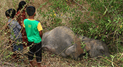 Quatre éléphants tués par un train au Sri Lanka

