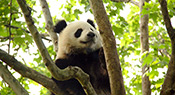 Menacé d’extinction, le panda géant n’est plus en danger
