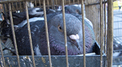 Inde : un pigeon présumé «terroriste» placé en détention

