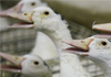  #France: un cas de #grippe aviaire dans le #Pas-de-Calais