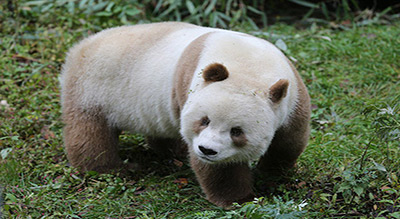 Voici Qizai, l’unique panda géant... marron, au monde