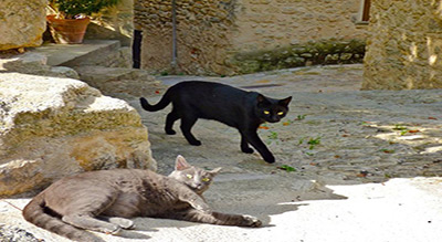 Une nouvelle station balnéaire turque… cette fois-ci pour les chats!
