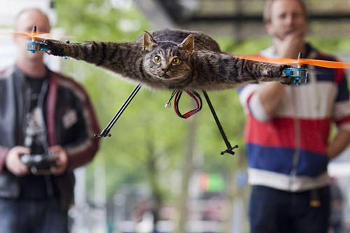 Les «chatons terroristes» envahissent l’Internet belge (photos).