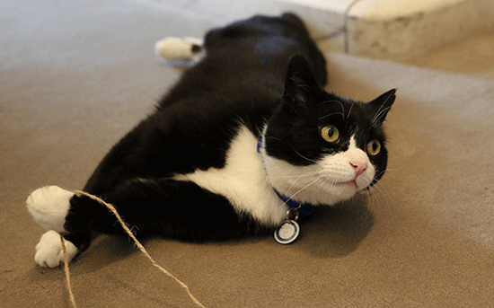 Palmerston, chat du Foreign Office examiné et certifié non espion