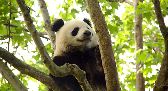 Menacé d'extinction, le panda géant n'est plus en danger.