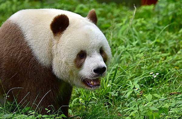 Voici Qizai, l'unique panda géant... marron, au monde.