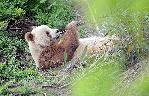 Voici Qizai, l'unique panda géant... marron, au monde.