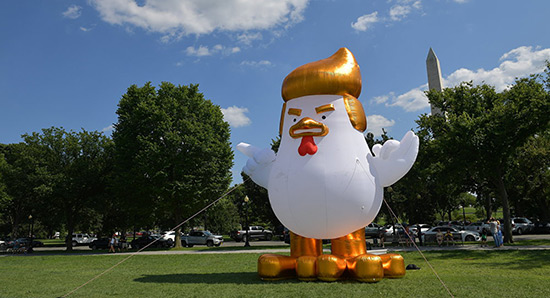 Trump en vacances, un poulet gonflable le remplace à la Maison-Blanche.