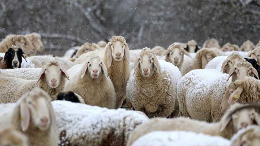 En France, des moutons inscrits à l’école pour éviter une fermeture de classe