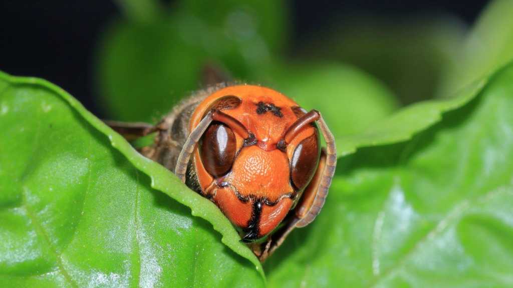 USA: Une invasion de «frelons meurtriers» menace abeilles et hommes