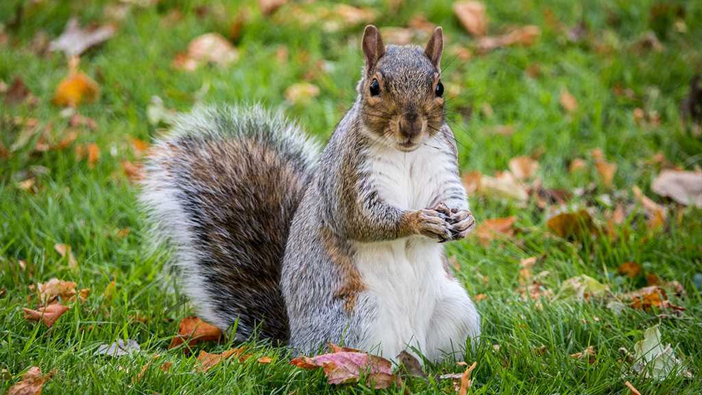 Etats-Unis: Un écureuil testé positif à la peste bubonique dans le Colorado