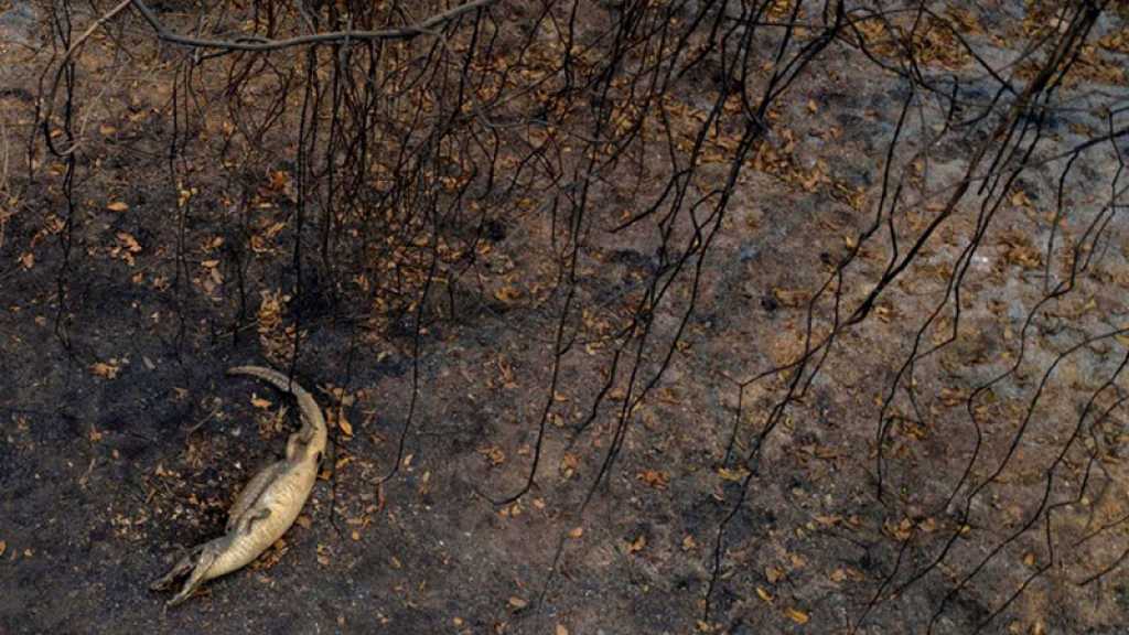 L’Amérique du Sud frappée par une sécheresse et des incendies sans précédent