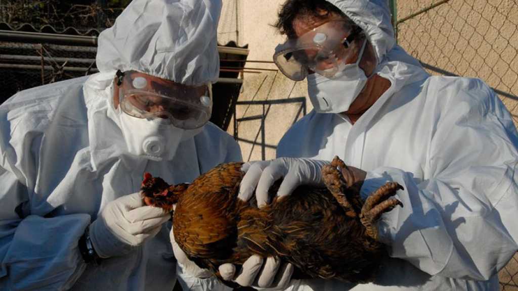 L’Europe connaît «la plus dévastatrice» grippe aviaire de son histoire