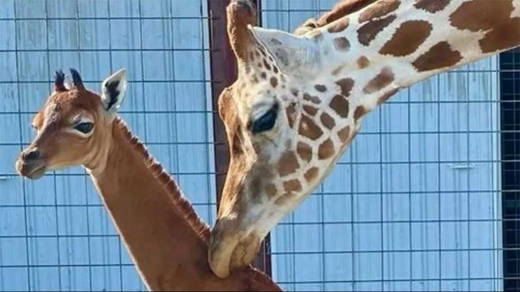 Une girafe sans taches est née dans un zoo du Tennessee, du jamais vu