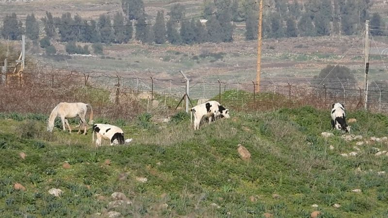 Liban: Les forces israéliennes volent sept vaches dans la région de Wazzani